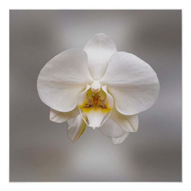 Póster Flor de orquídea (Anverso)
