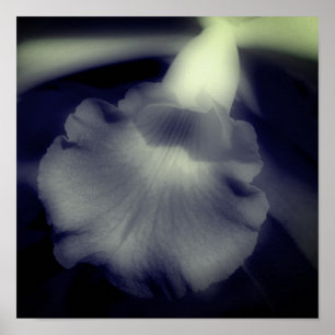 Póster Flor de orquídea alto contraste en blanco y negro