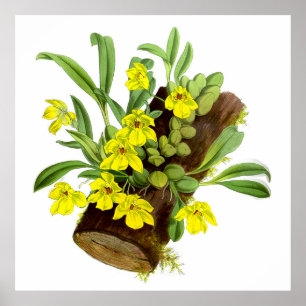 Póster Flor de orquídea amarilla vintage