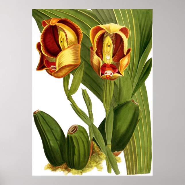 Póster Flor de orquídea de Ruckerii de Anguloa (Frente)