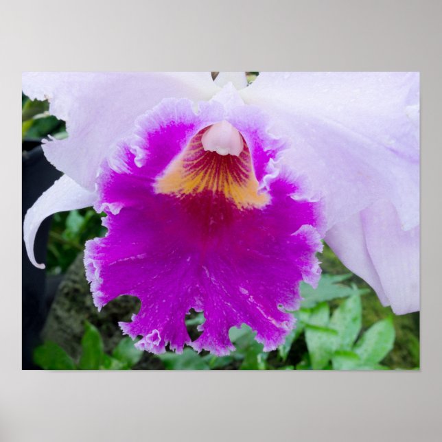 Póster flor de orquídea púrpura (Frente)