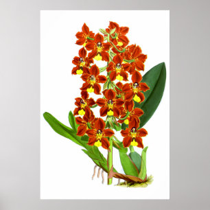 Póster Flor De Orquídea Roja Y Amarilla Vintage
