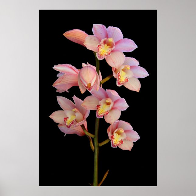 Póster Flor de orquídea rosa (Frente)
