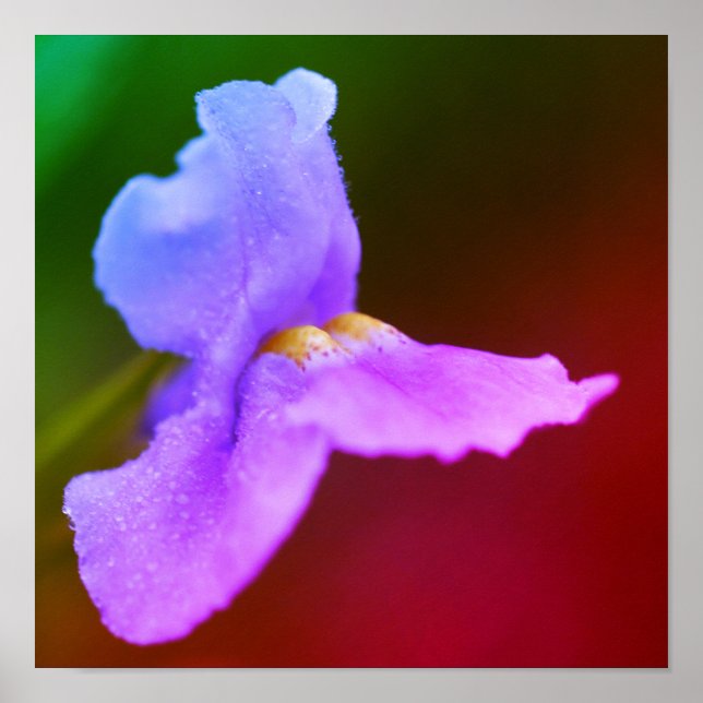 Póster Flor de orquídea silvestre (Frente)