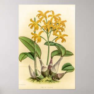 Póster Flor de orquídea vintage Laelia Flava