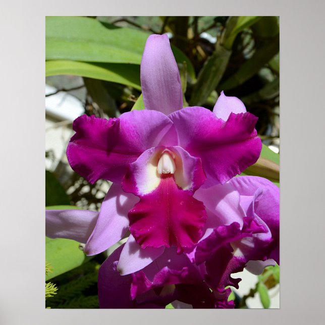Póster Flor de orquídeas de Cattleya tropical (Frente)