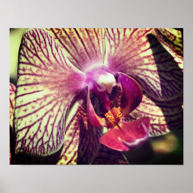 Póster Flor de orquídeas púrpuras a rayas se acerca (Frente)