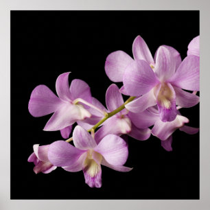 Póster Flor de orquídeas rosadas en negro - orquídeas