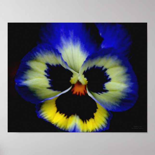 Póster Flor de panza azul negrita (Frente)