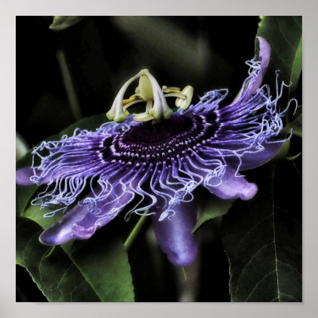 Póster Flor de pasión (Frente)