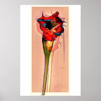 Póster Flor de pasión #1