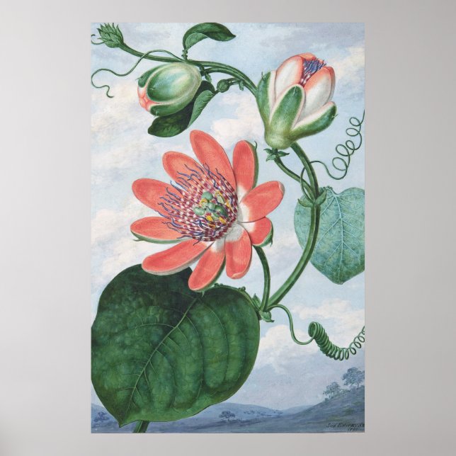Póster Flor de pasión (1799), por Sydenham Teak Edwards. (Frente)