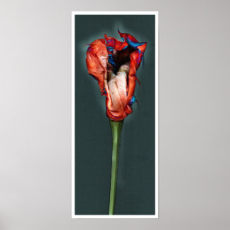 Póster Flor de pasión #5