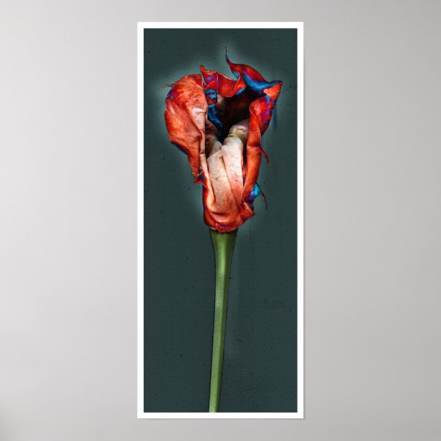 Póster Flor de pasión #5 (Frente)