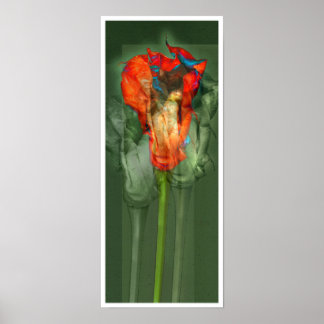 Póster Flor de pasión #6