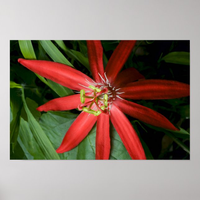 Póster Flor de pasión roja en pleno auge (Frente)