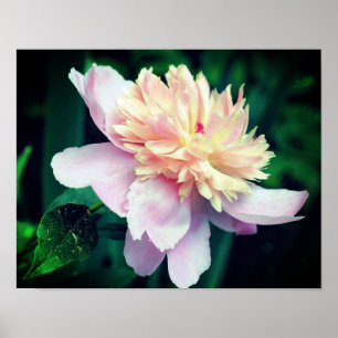 Póster Flor De Peón Rosa En Bloom Acercamiento