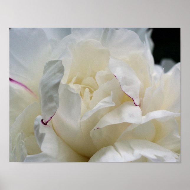 Póster Flor De Peones Blancos En Bloom (Frente)