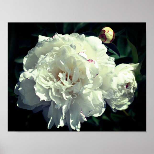 Póster Flor De Peones Blancos En Etapas De Sangre (Frente)