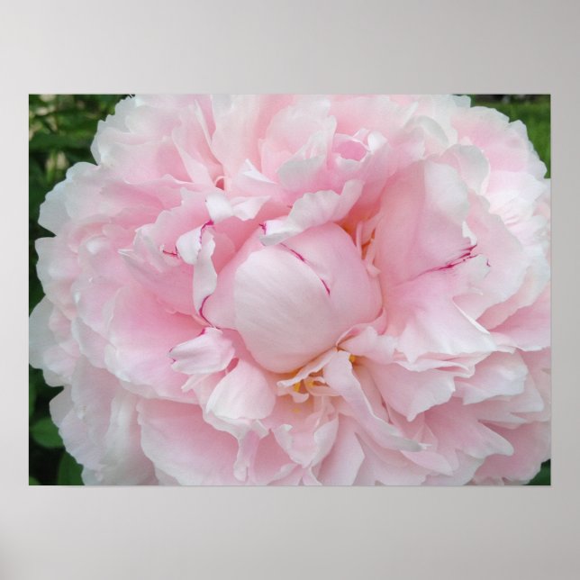 Póster Flor de peones rosados grande (Frente)