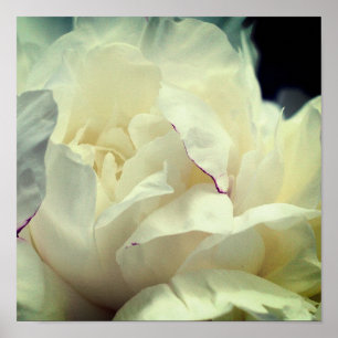 Póster Flor de Peonía Blanca en Flor de Cerca