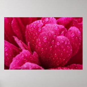 Póster Flor de Peonía Después de la Lluvia Fotogra