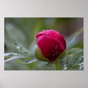 Póster Flor de Peonía en Brote Después de la Lluvi