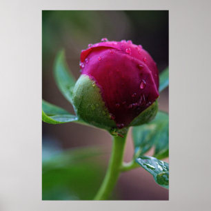 Póster Flor de Peonía en Brote Después de la Lluvi