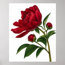 Flor de Peonía Roja con Capullos
