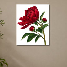 Flor de Peonía Roja con Capullos