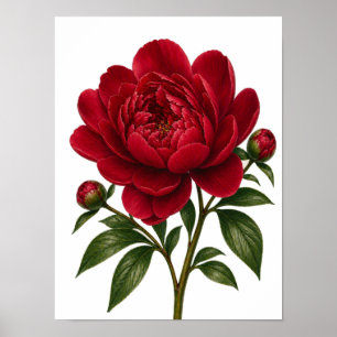 Póster Flor de Peonía Roja Vista Frontal