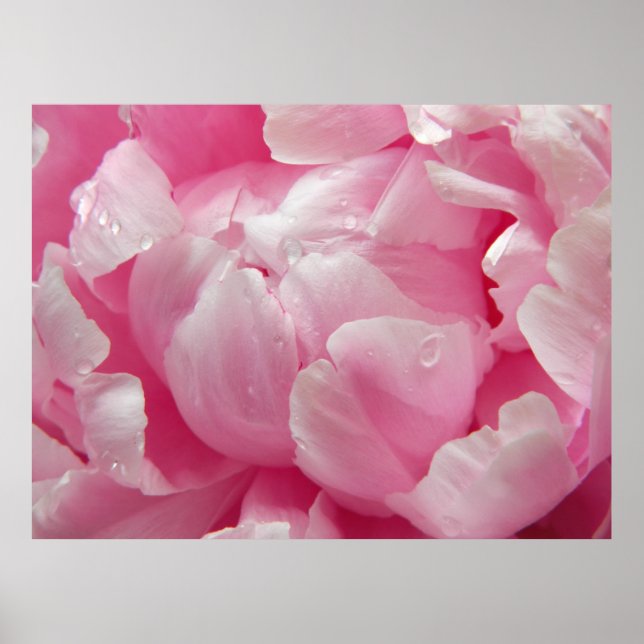 Póster Flor de peonía rosa floreciente con rocío (Frente)