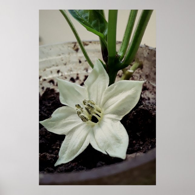 Póster flor de pimentão (Frente)