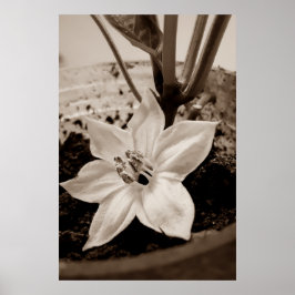 Póster flor de pimentão - old