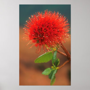 Póster Flor de pincel natal (Greyia Sutherlandii)