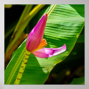Póster Flor de plátano, jardines de Limahuli, Kauai Verti