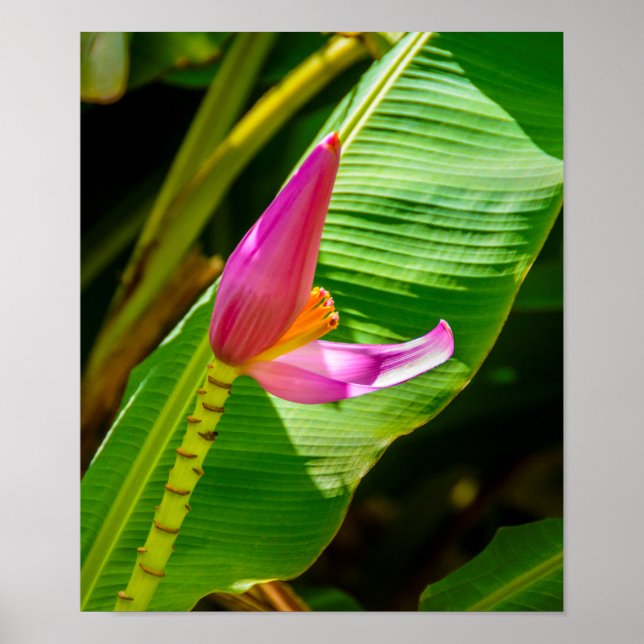 Póster Flor de plátano, jardines Limahuli, vertical Kauai (Frente)