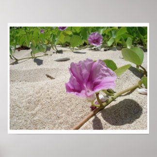 Póster Flor de playa