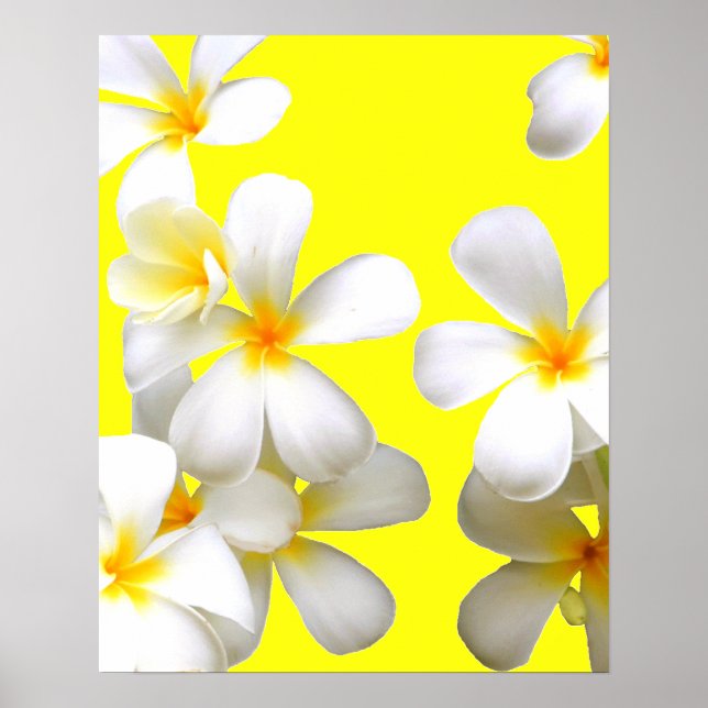 Póster Flor de plumeria blanca hawaiana amarillo (Frente)