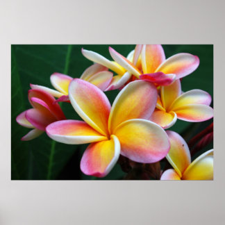 Póster Flor de Plumeria en lienzo!