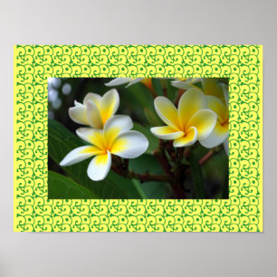 Póster Flor de Plumeria Hawaiana Feliz Flores de Frangipa