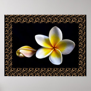 Póster Flor de Plumeria Hawaiana Feliz Flores de Frangipa