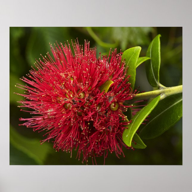 Póster Flor de Pohutukawa, Dunedin (Frente)