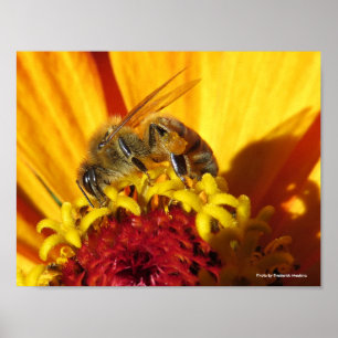 Póster Flor de polinización de abejas