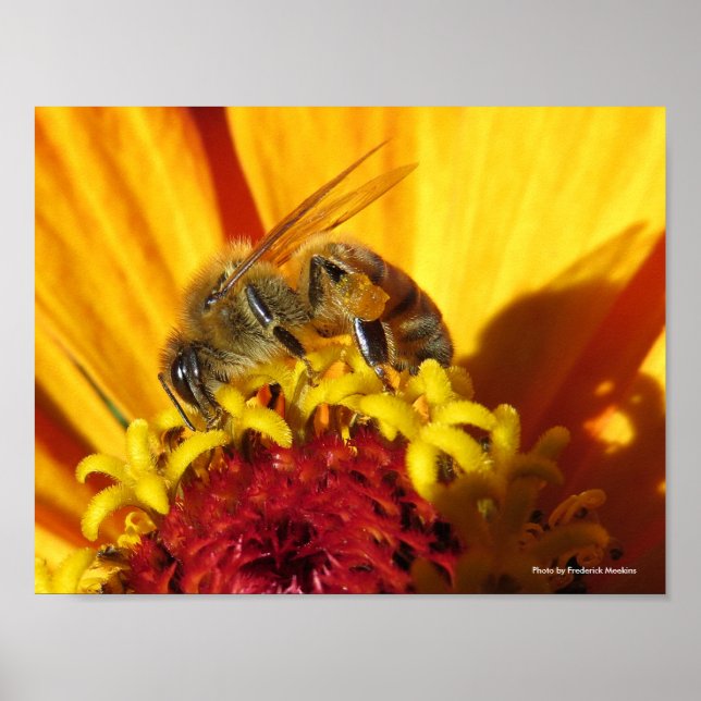 Póster Flor de polinización de abejas (Frente)