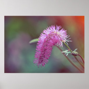 Póster Flor de prado violeta