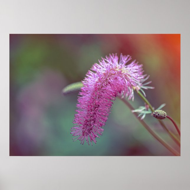 Póster Flor de prado violeta (Frente)