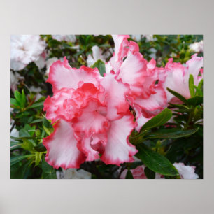 Póster Flor de primavera de Azaleas doble roja y blanca