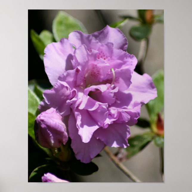 Póster Flor de primavera rosada azalea (Frente)