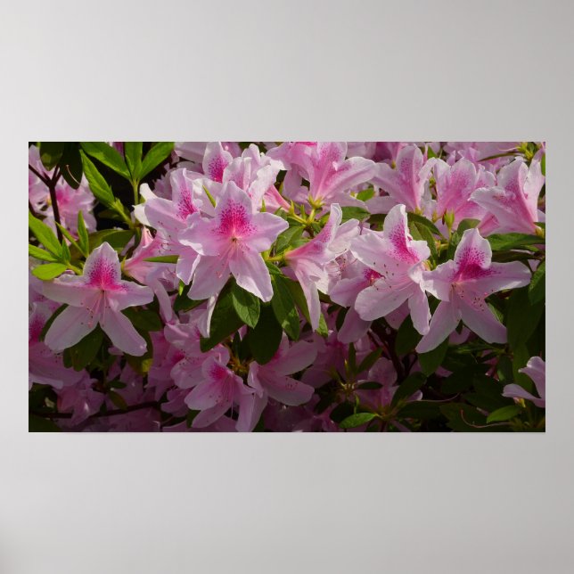 Póster Flor de primavera rosada de Azalea Bush (Frente)